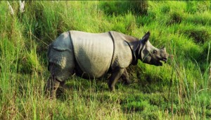 Asian Rhino