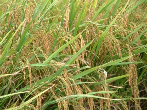 Bhutan's rice import is stable this year.