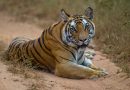 Tiger population in Bhutan is on the rise