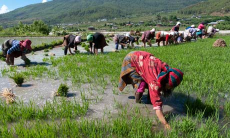 Bhutan slipping off rice sufficiency